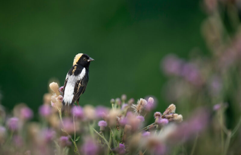 Un goglu des prés perché dans un champ de fleurs violettes.